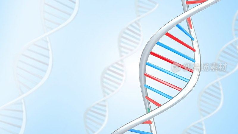 DNA -分子结构，